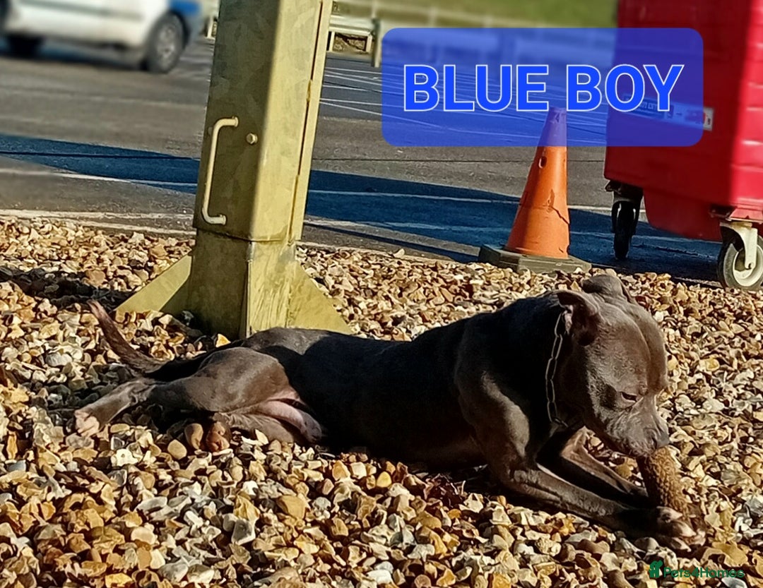 Staffordshire Bull Terrier dogs for stud: BLUE STAFFORDSHIRE BULL TERRIER STUD - Advert 3