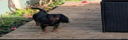 Cavalier King Charles Spaniel dogs for sale: 3 year old boy in Nottingham - Advert 3