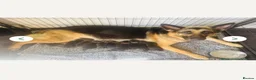 German Shepherd dogs for sale: Pure pedigree KC registered German shepard puppies - Advert 13