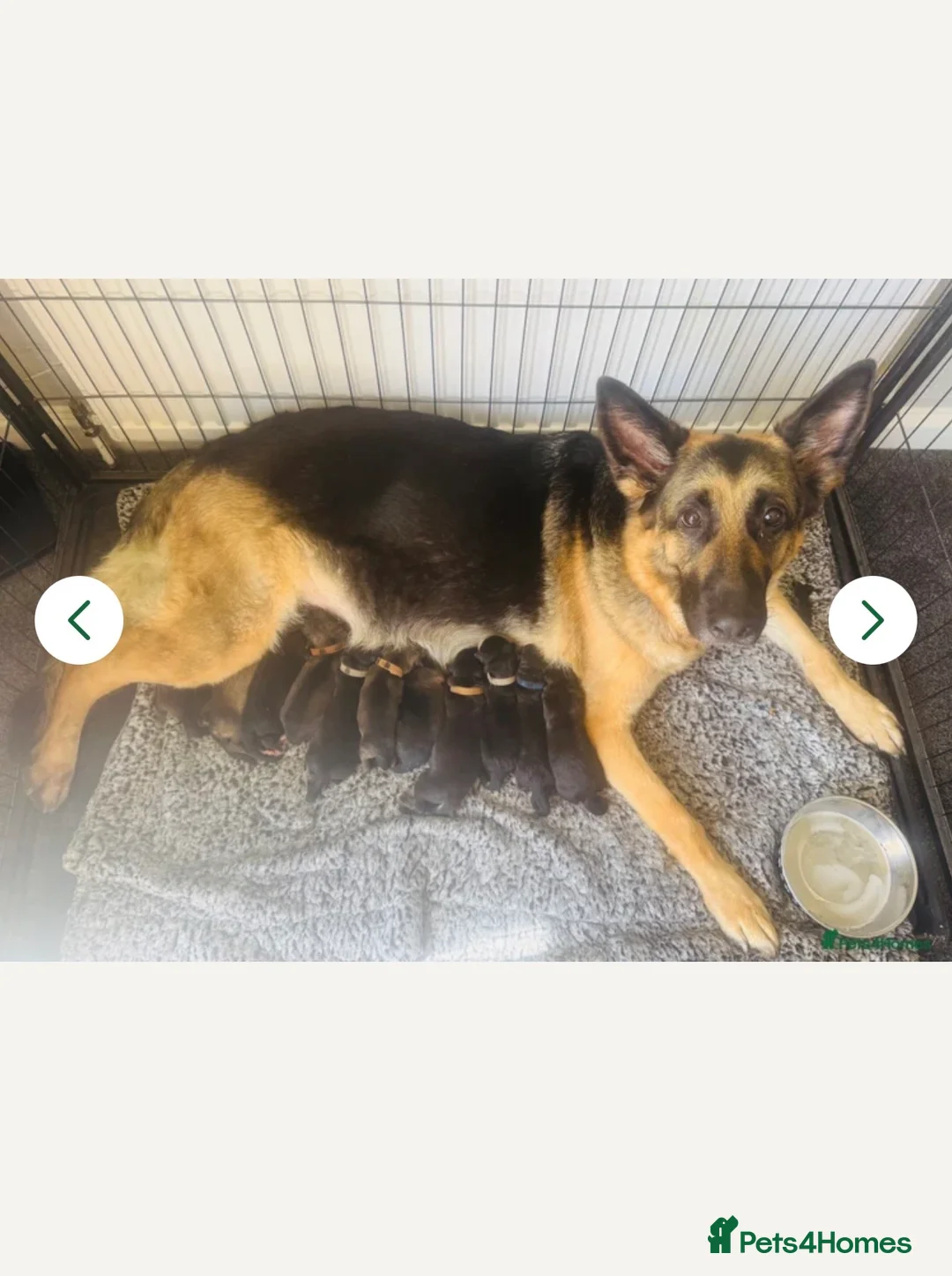 German Shepherd dogs for sale: Pure pedigree KC registered German shepard puppies - Advert 13