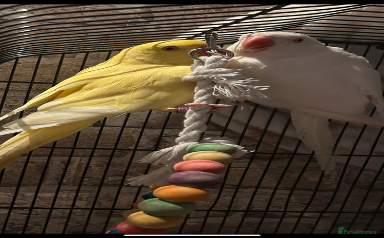 Budgerigars birds - Advert 2