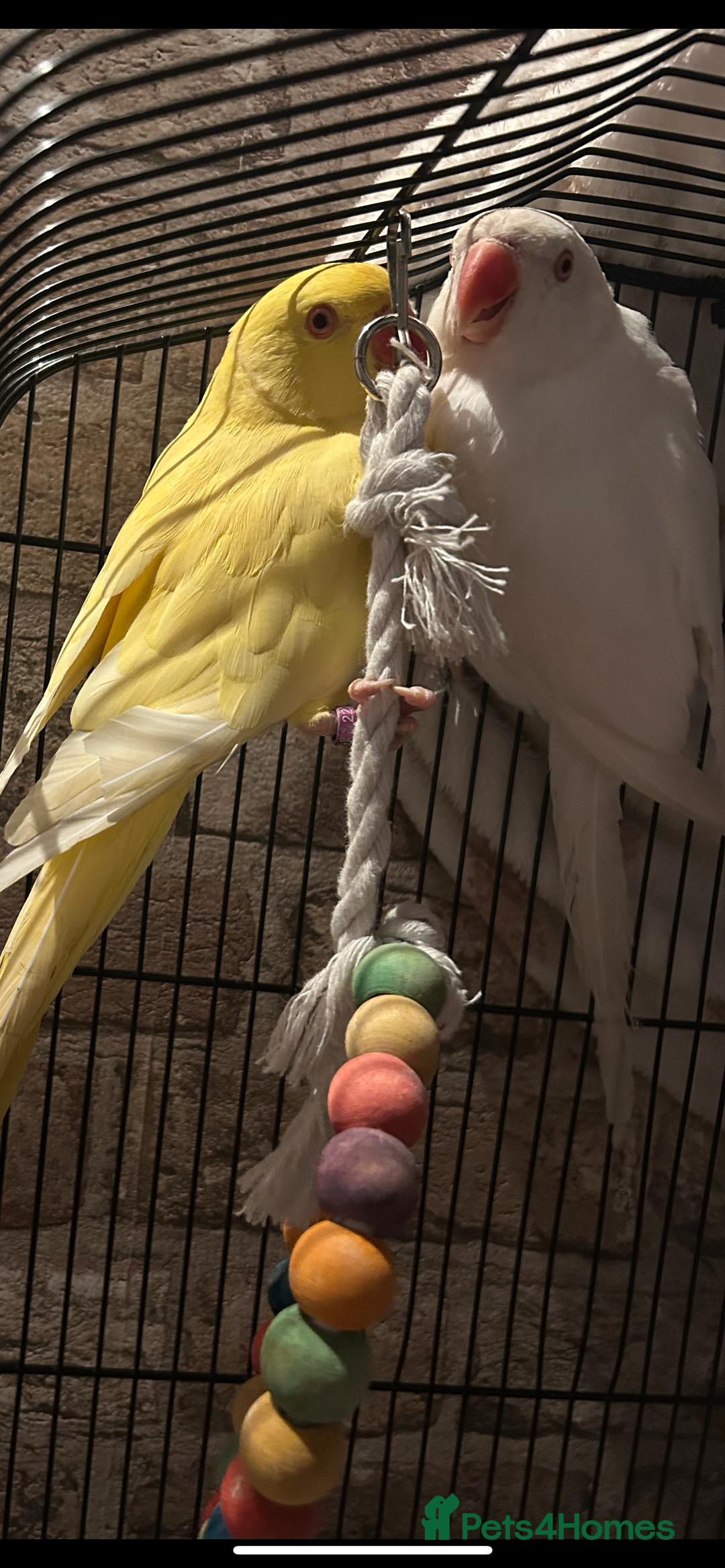 Budgerigars birds for sale: Pair of Indian Ringneck Parrots- White & Yellow - Image 1