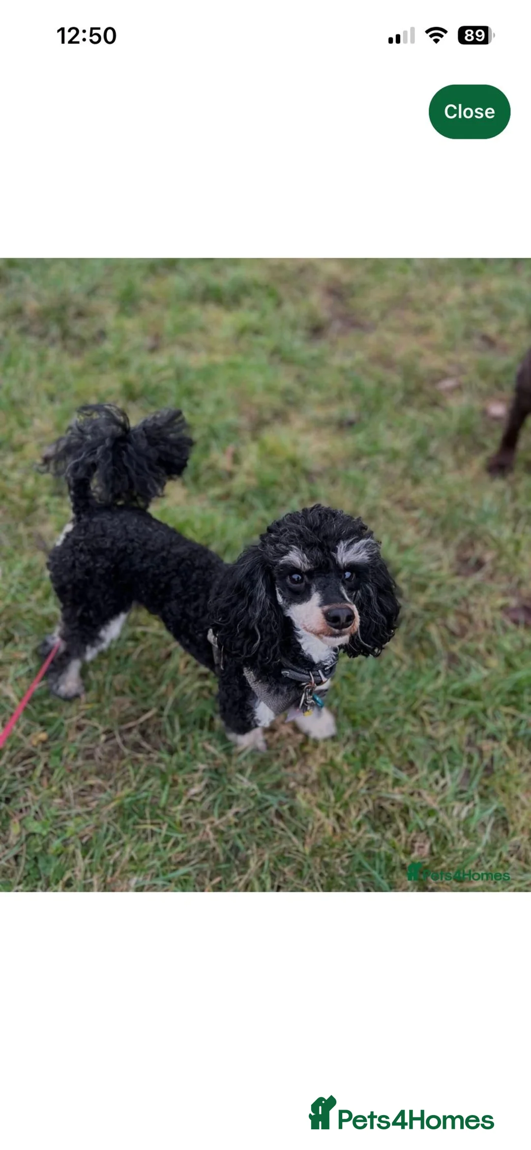 Cavapoo dogs for sale: Adorable toy cavapoo puppies health tested  - Advert 16