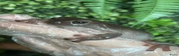 Frog reptiles for sale: Whites Tree Frogs - 4 Frogs Full Set Up - Advert 2