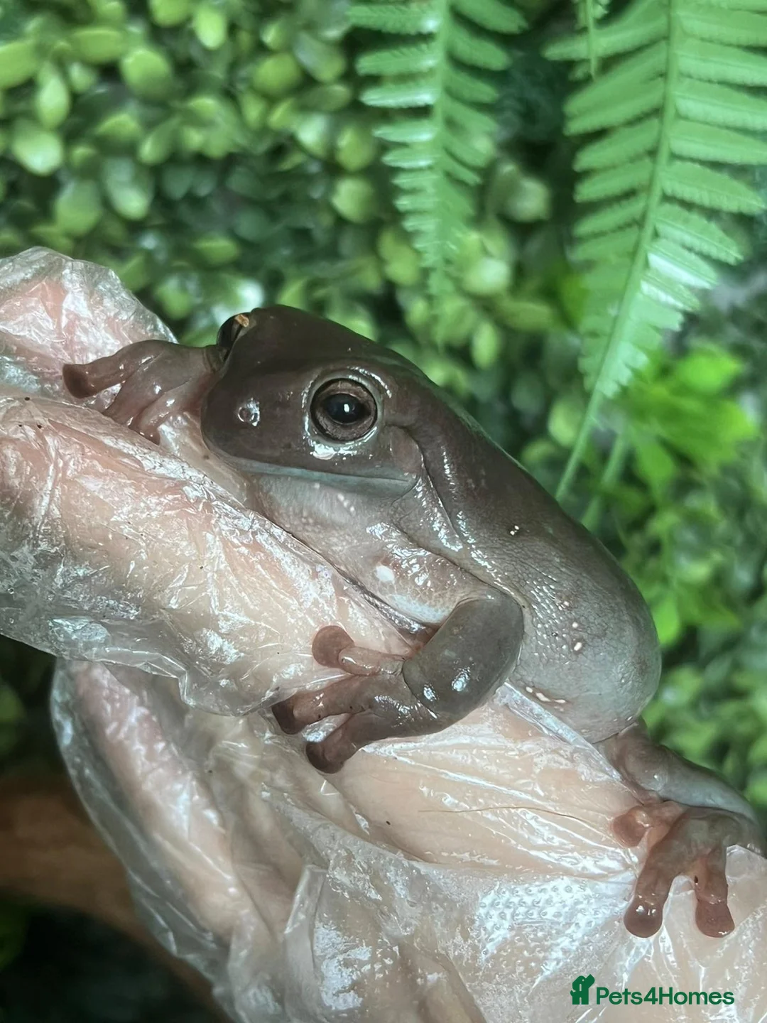 Frog reptiles for sale: Whites Tree Frogs - 4 Frogs Full Set Up - Advert 2