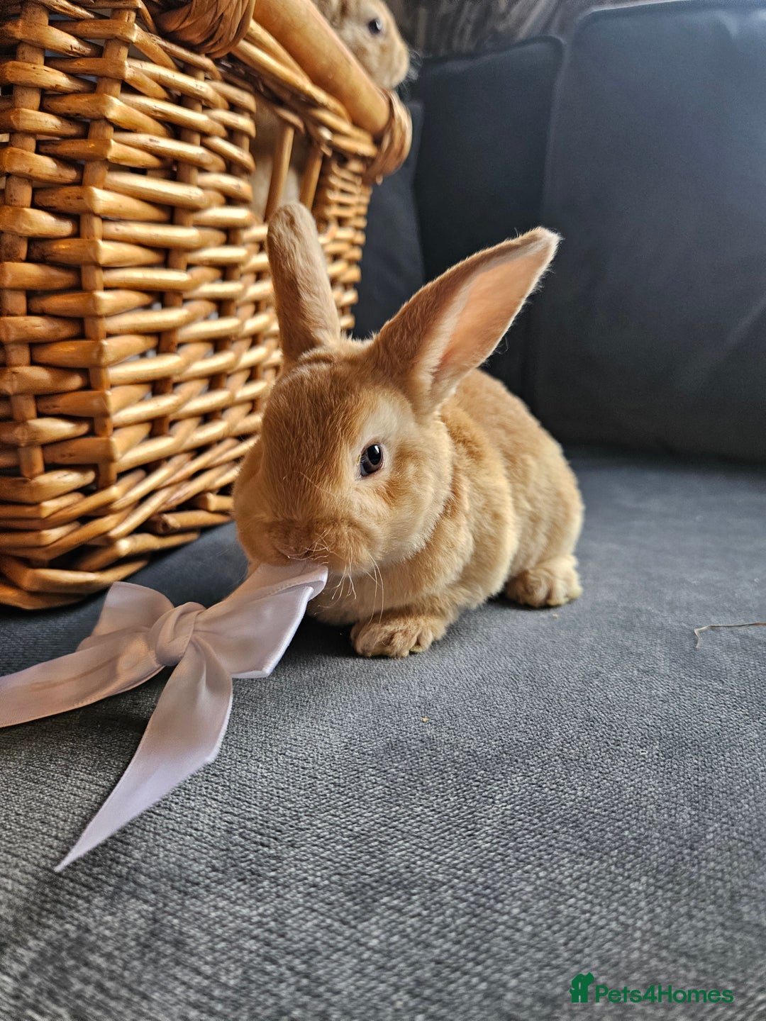 Mini Lop rabbits for sale: Red Rex x Mini Plush Lop - Advert 14