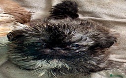 Shih Tzu dogs for sale: Three gorgeous shihtzu puppies  - Image 11