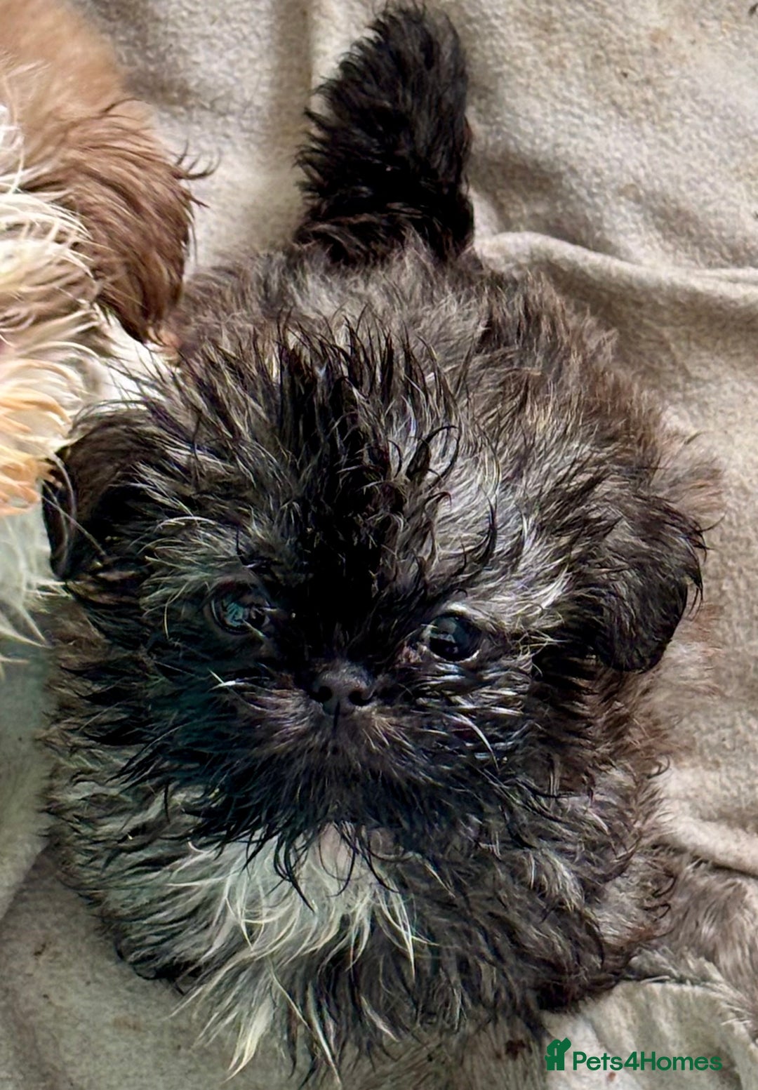 Shih Tzu dogs for sale: Three gorgeous shihtzu puppies  - Image 11