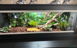 Python Snake reptiles for sale: Mojave fire pied ball python’s and full set up - Image 2