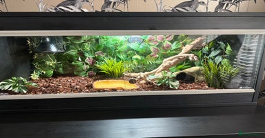 Python Snake reptiles - Advert 12