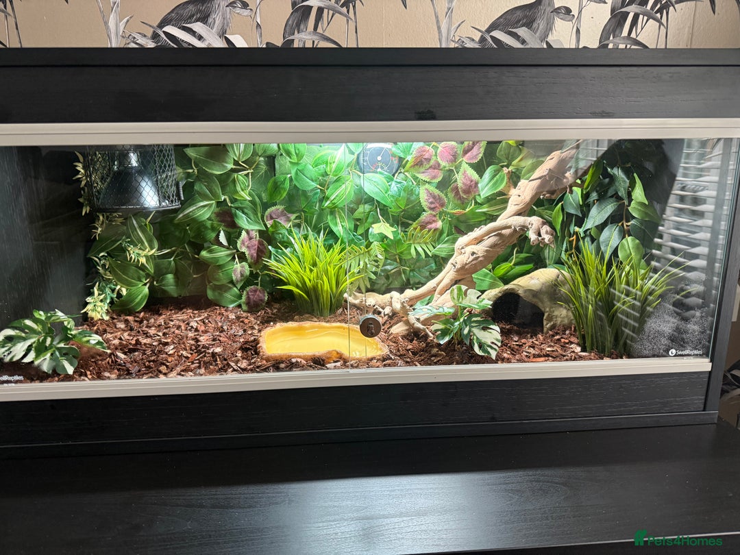 Python Snake reptiles for sale: Mojave fire pied ball python’s and full set up - Image 2