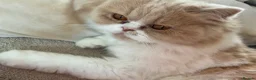 British Shorthair cats for sale: British short hairxPersian kittens - Advert 4