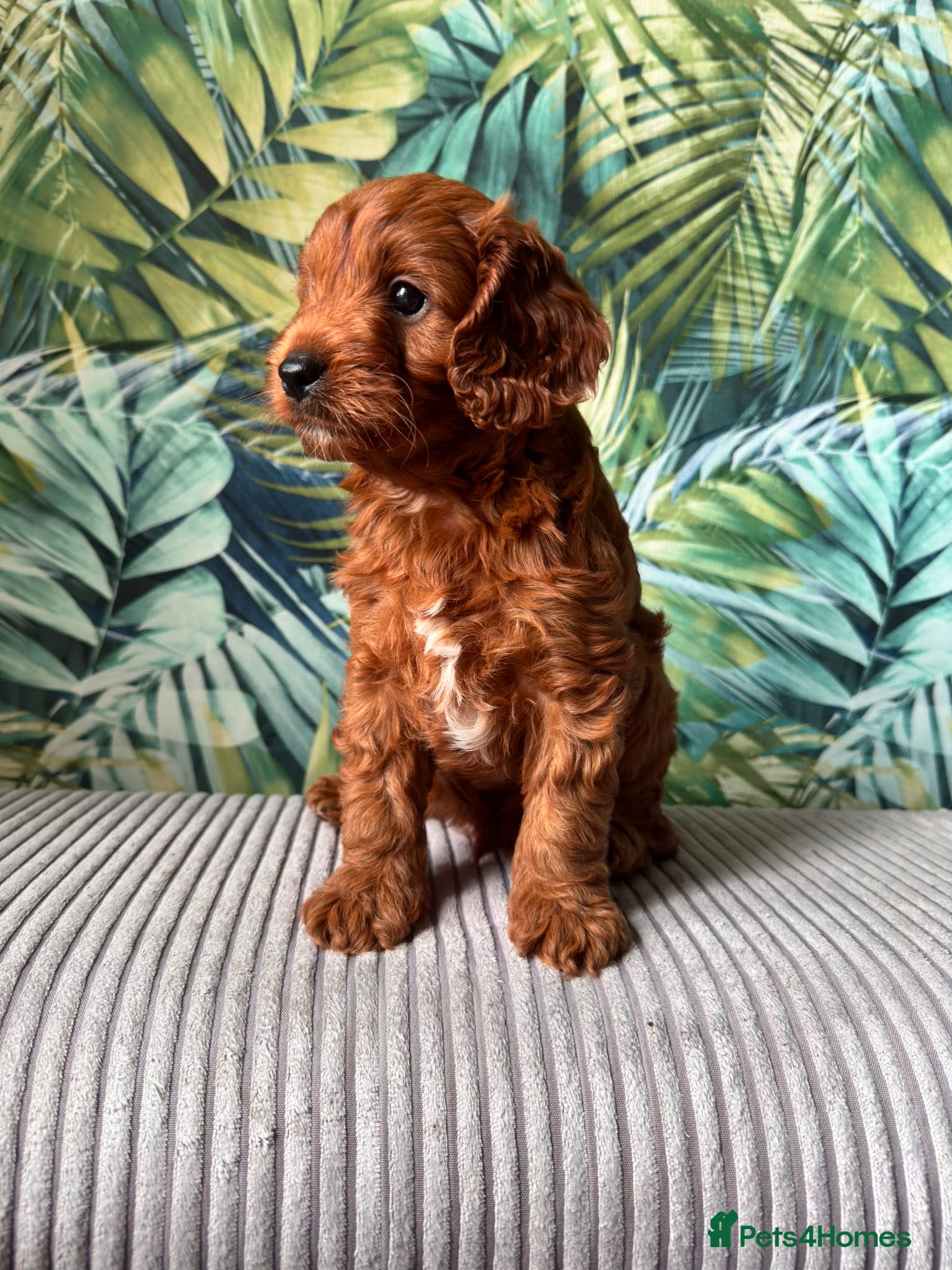 Cavapoo dogs Little teddy bear deep in red  - Advert 12