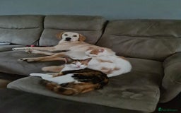 Mixed Breed cats for sale: Male kitten - Advert 1