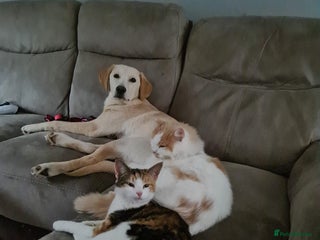 Mixed Breed cats for sale: Male kitten - Advert 1