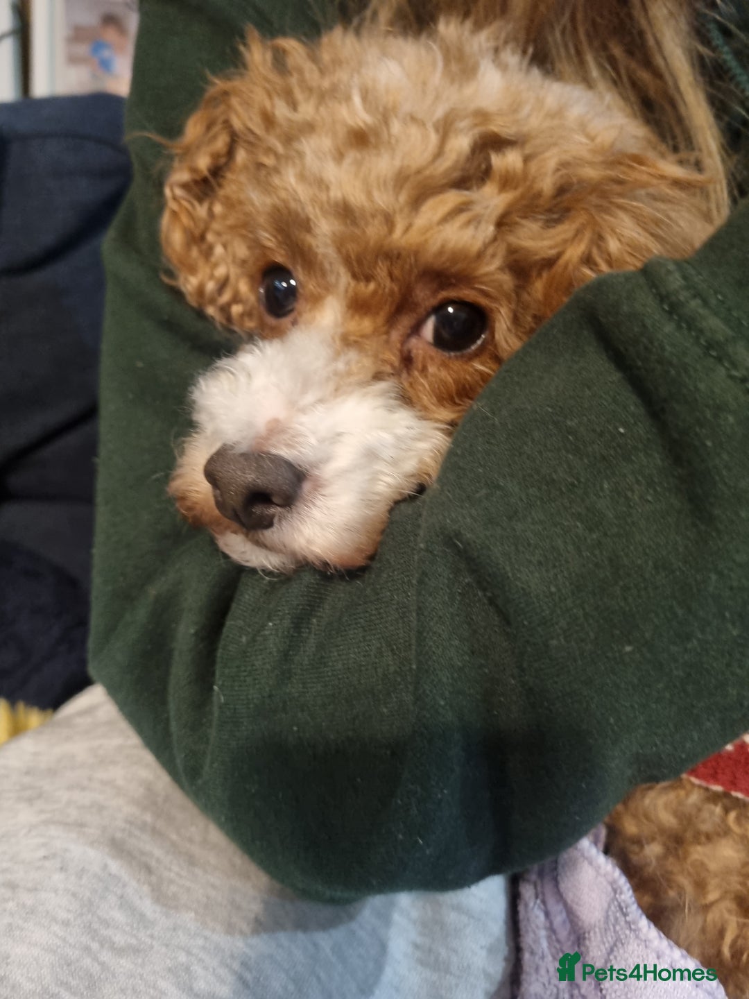 Toy Poodle dogs for sale: Toy poodle puppy - Advert 21
