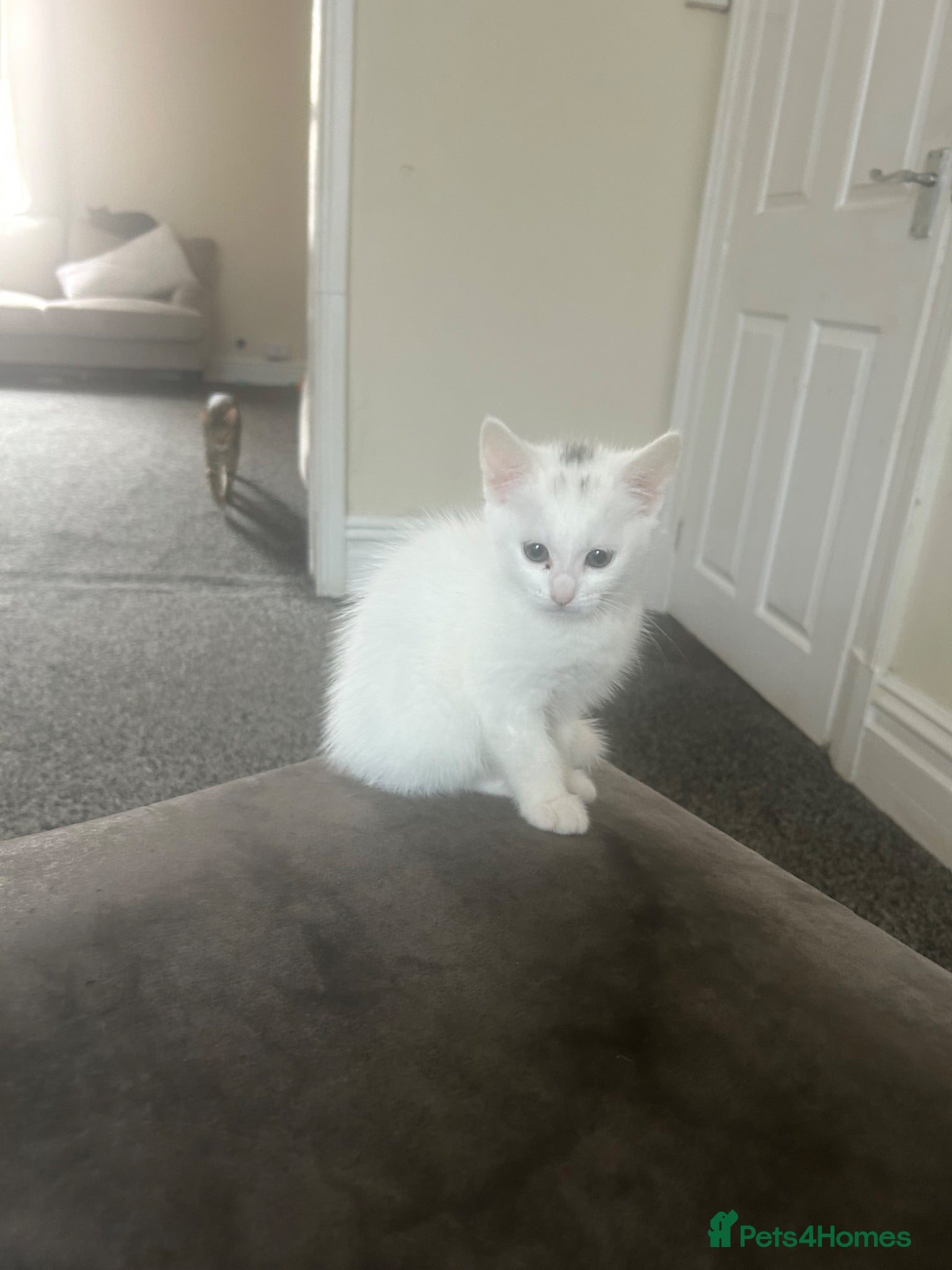 Turkish Angora cats *1 FEMAlE LEFT* Turkish Angora READY TO LEAVE - Advert 13