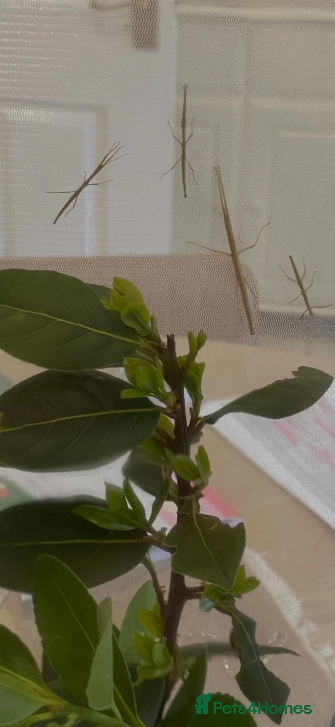 Stick Insects invertebrates for sale: Indian Stick Insects  in Calne - Advert 1