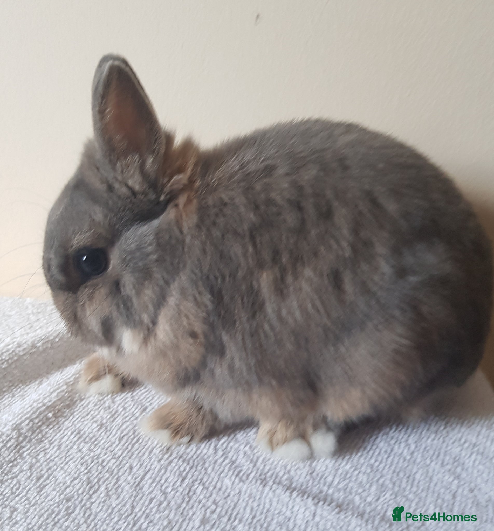 Netherland Dwarf rabbits for sale: Young Opal Netherland Dwarf - Advert 2