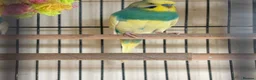 Budgerigars birds for sale: Budgies in Tipton - Advert 7