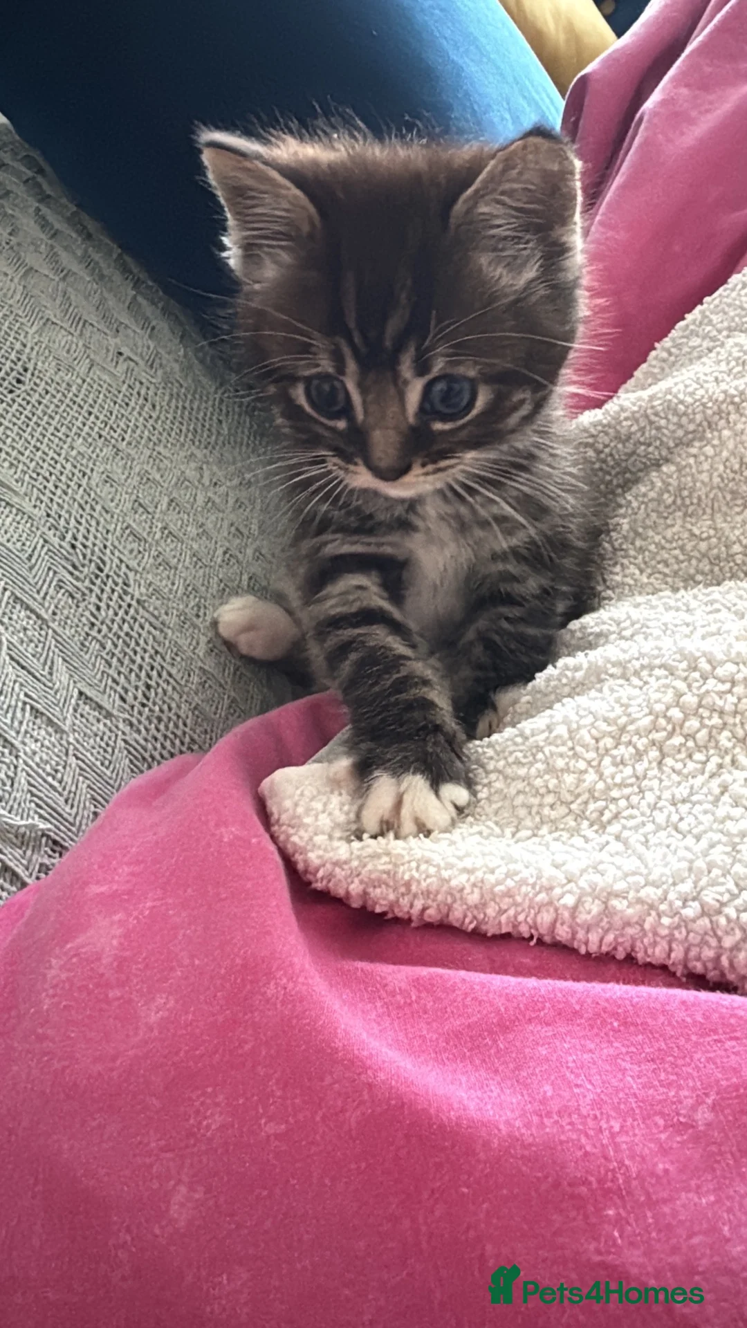 Mixed Breed cats for sale: Kitten for sale in Walsall - Advert 1