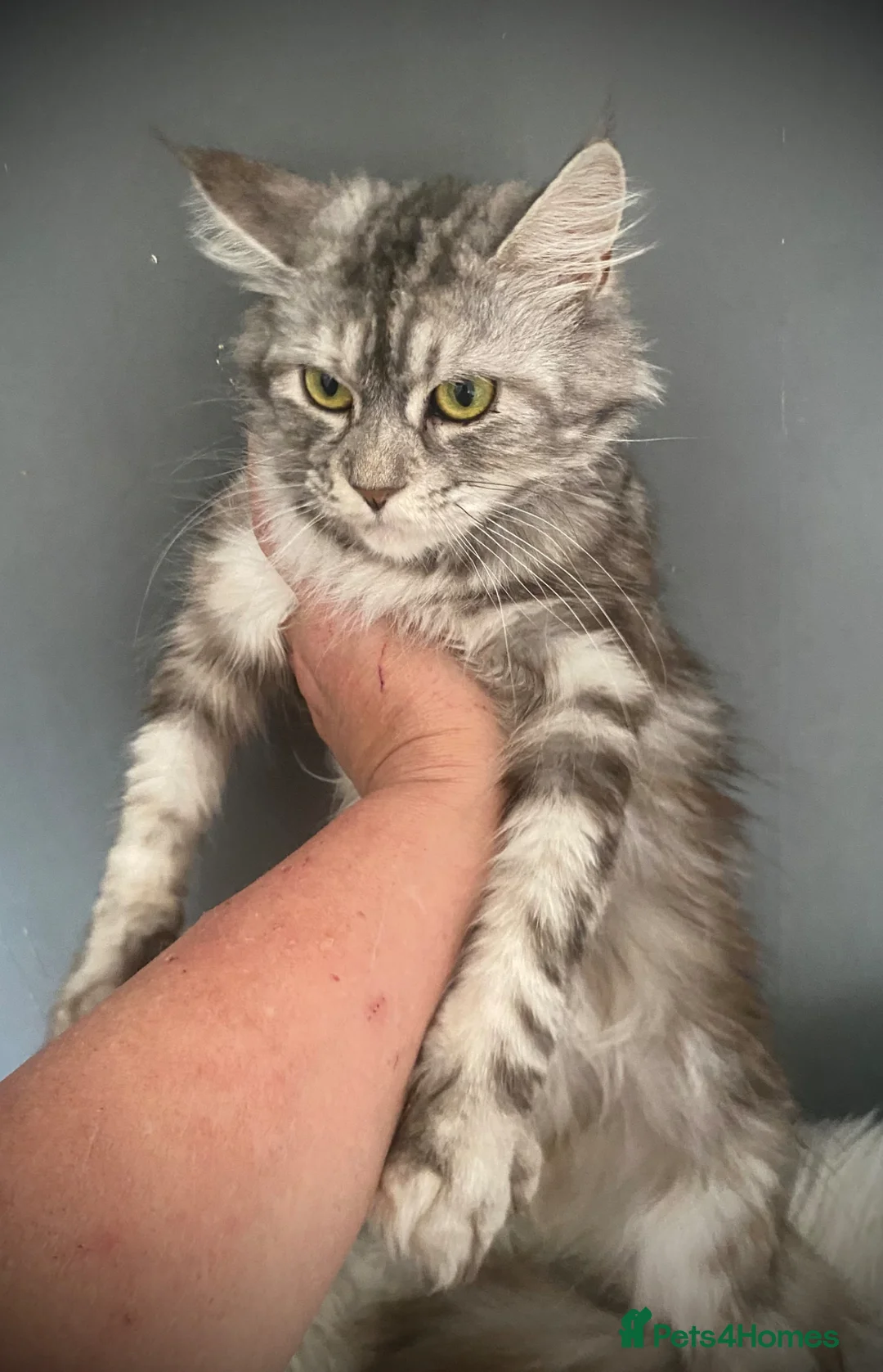 Maine Coon cats for sale: Maine Coon Silver Torbie Girl TICA Active  - Advert 1