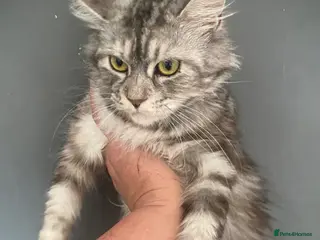 Maine Coon cats for sale: Maine Coon Silver Torbie Girl TICA Active - Advert 2