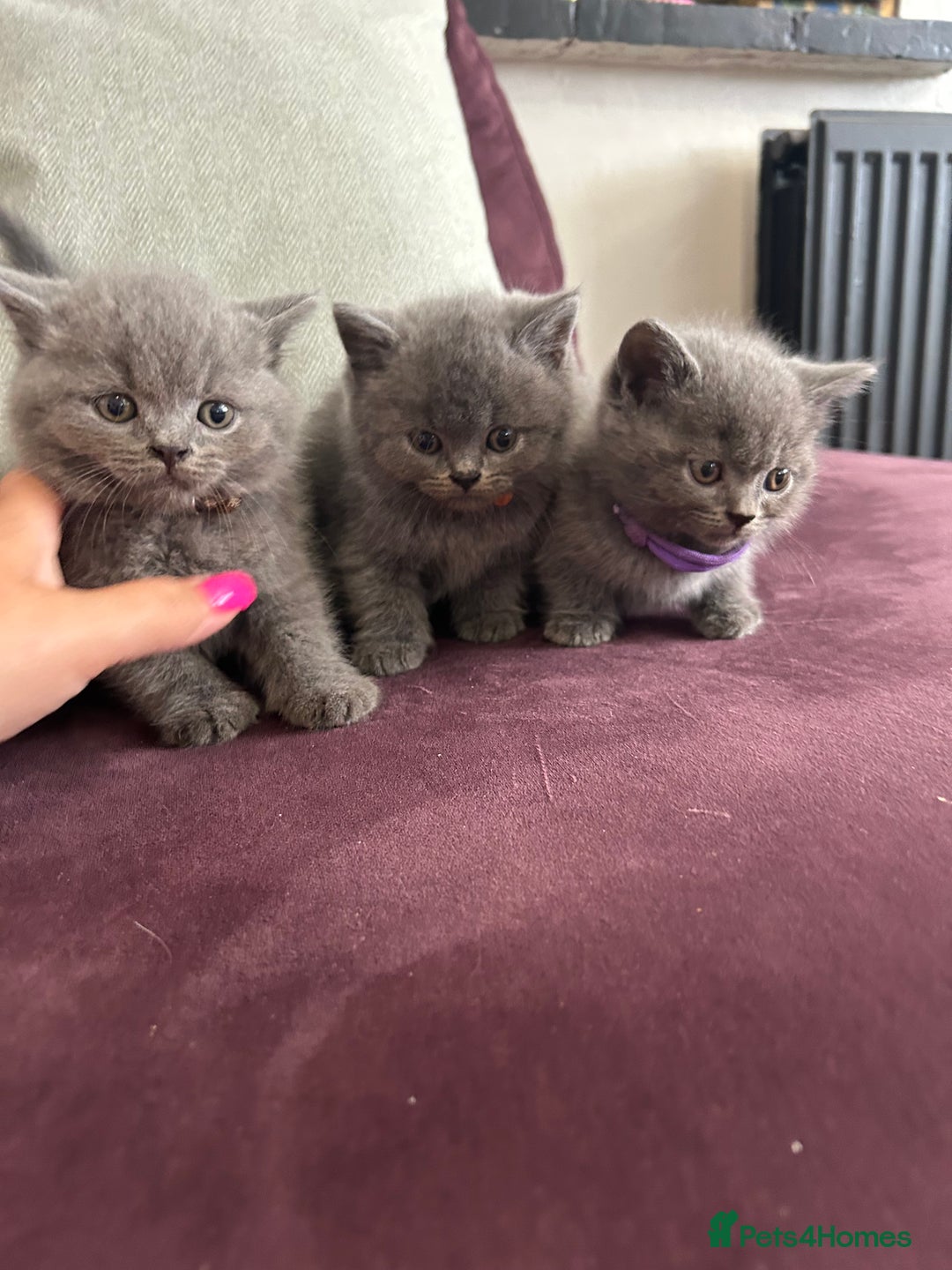 British Shorthair cats for sale: pedigree GCCF kittens available in 2 weeks time! - Image 21
