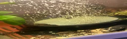 Plecos fish for sale: Baby Bristlenose pleco in Basingstoke - Advert 2