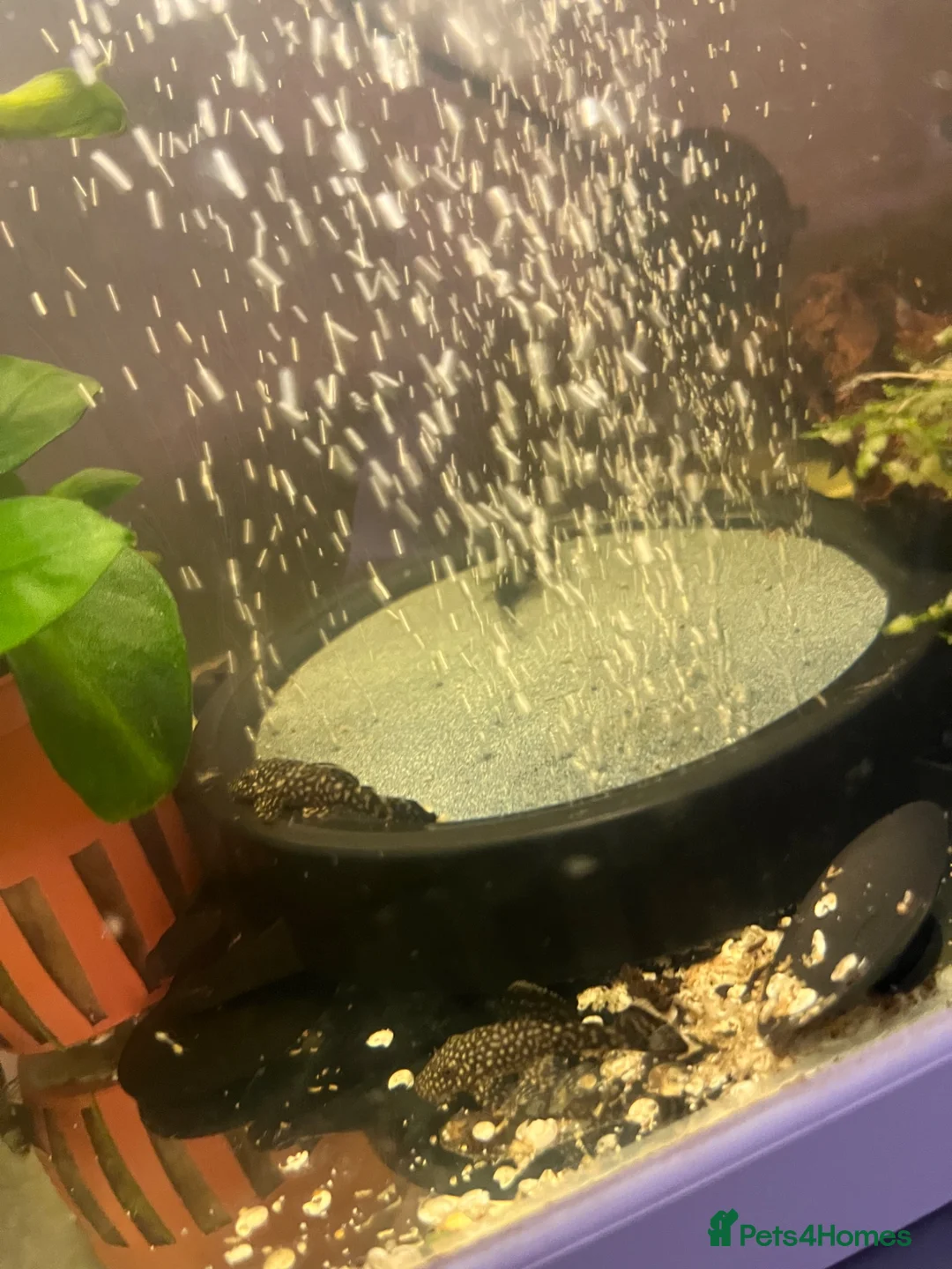 Plecos fish for sale: Baby Bristlenose pleco in Basingstoke - Advert 2