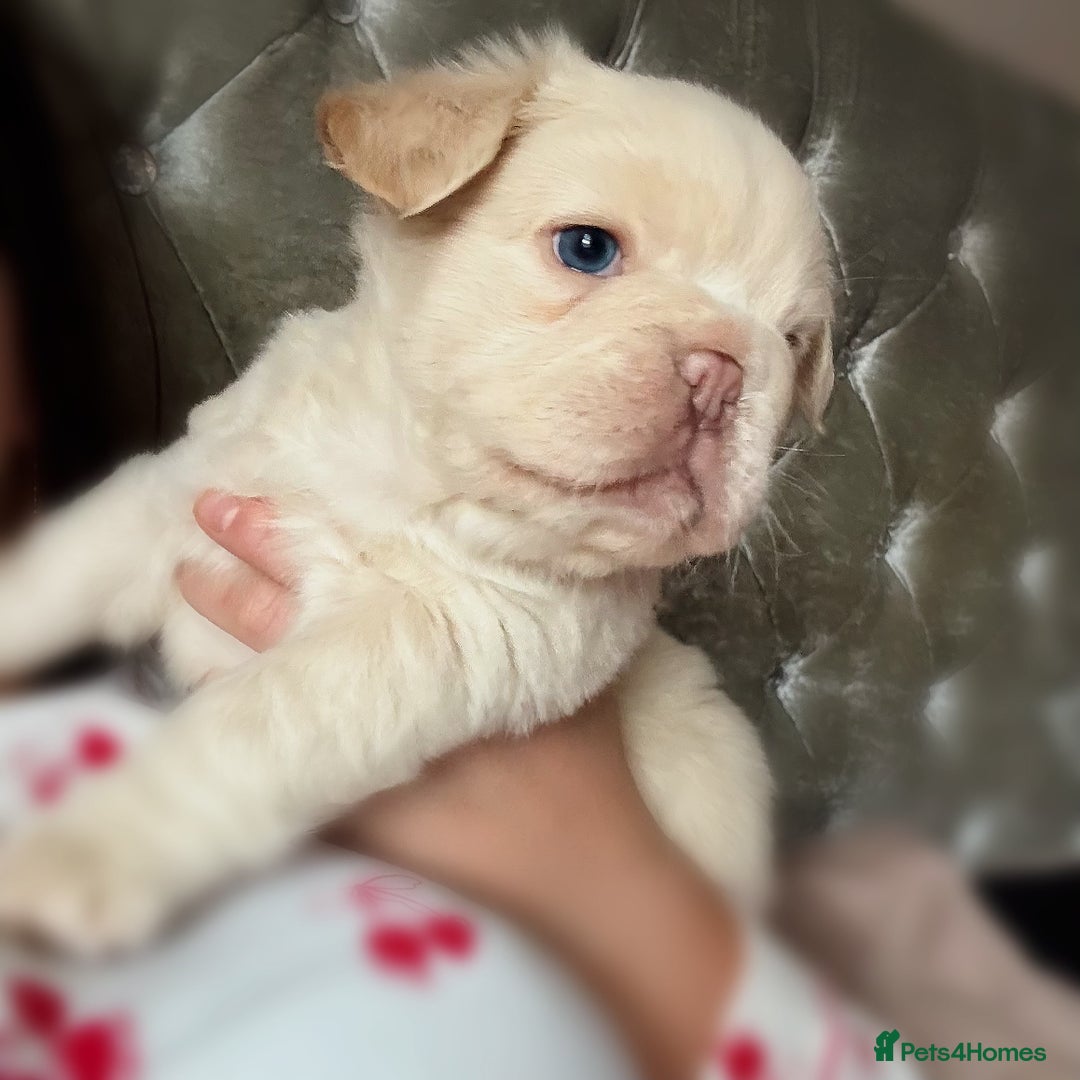 French Bulldog dogs for sale: Male full fluffy French bulldog  - Advert 3