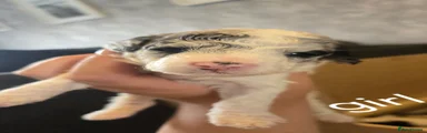 Cockapoo 4