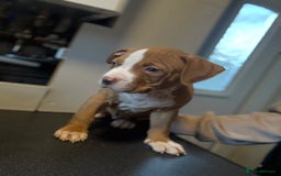 American Bulldog dogs for sale: Male American bulldog for sale  - Advert 4