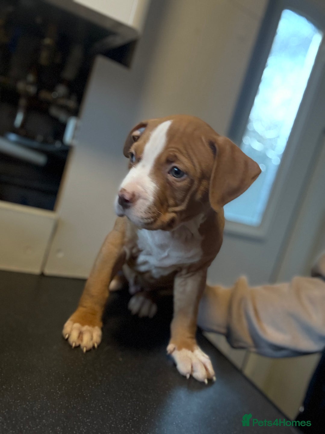 American Bulldog dogs for sale: Male American bulldog for sale  - Advert 4