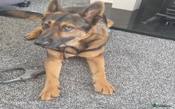 German Shepherd dogs for sale: German shepherd called Hugo but answers to creed - Image 2
