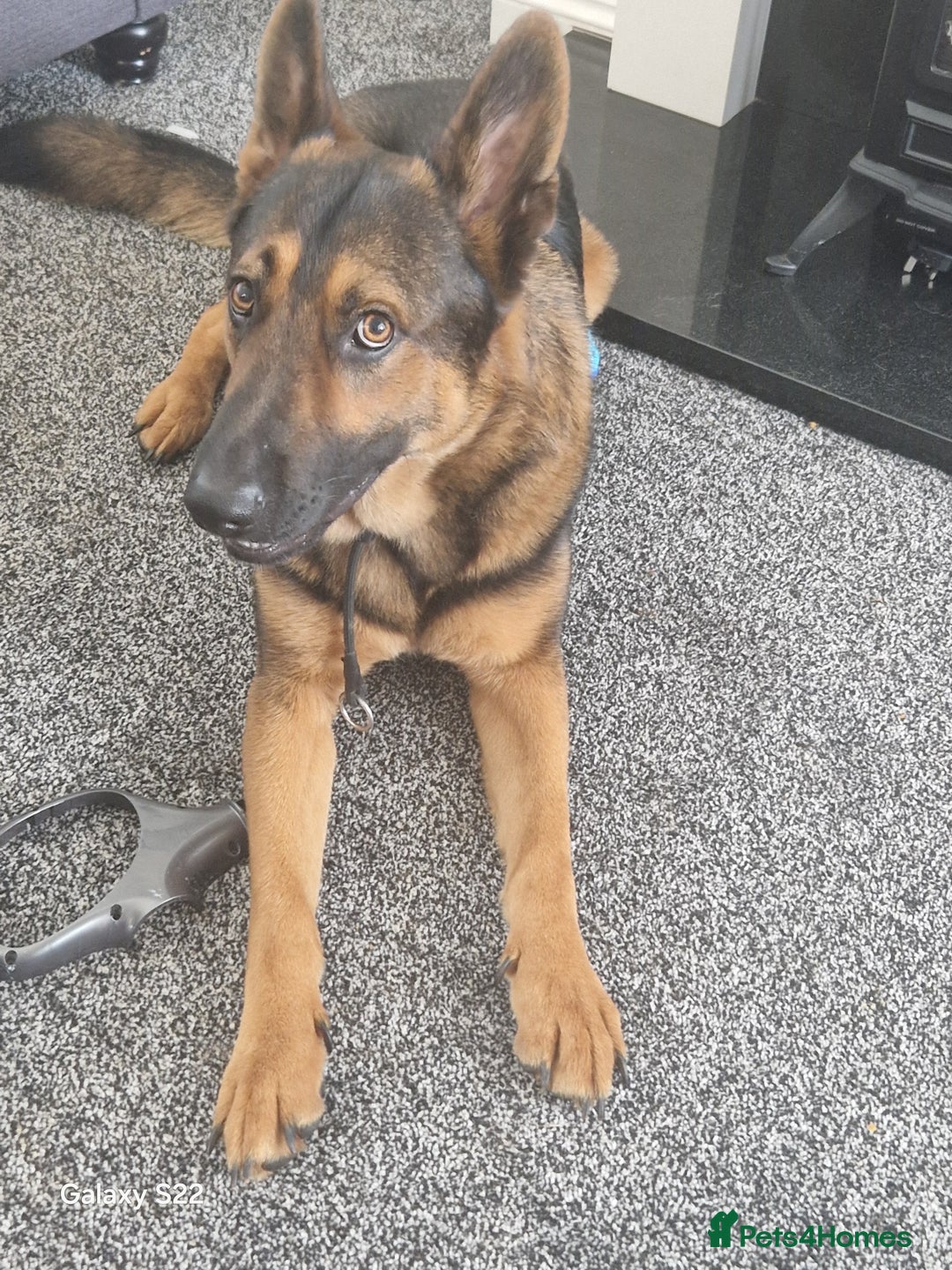 German Shepherd dogs for sale: German shepherd called Hugo but answers to creed - Image 2