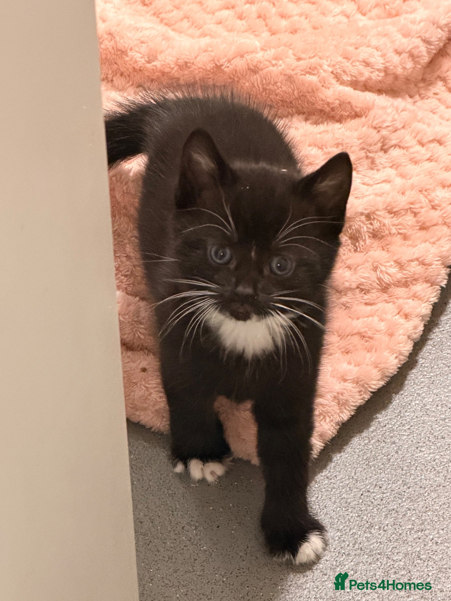 Mixed Breed cats for sale: Gorgeous kittens - final 3 remaining  - Advert 17