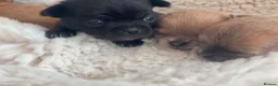 Chihuahua dogs for sale: Chihuahua Puppies in Southport - Advert 4