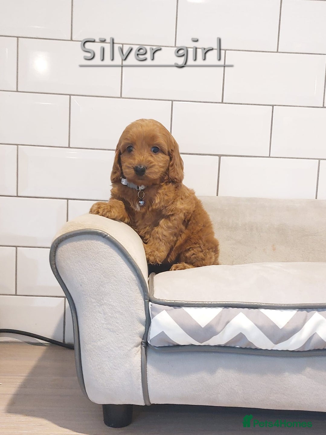 Cockapoo dogs for sale: F1 Cockapoo puppies - Advert 7