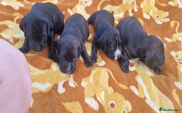 Mixed Breed dogs for sale: Staffy cross cocker spaniel pups for sale  - Image 4