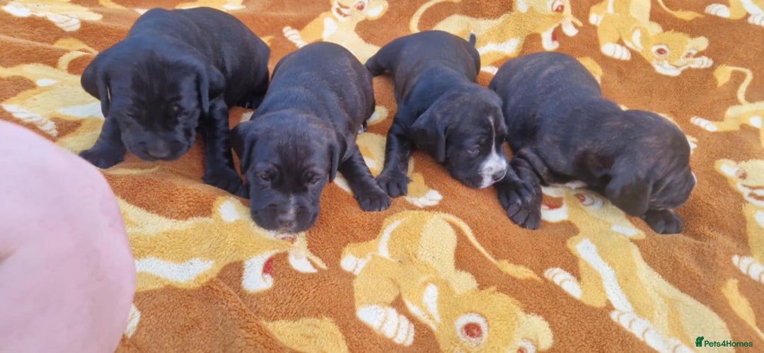 Mixed Breed dogs for sale: Staffy cross cocker spaniel pups for sale  - Image 4