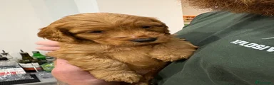 Cockapoo 1