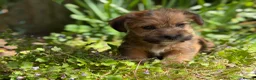 Mixed Breed dogs for sale: Exceptional Norfolk terrier x jrt pups ready now  - Advert 8