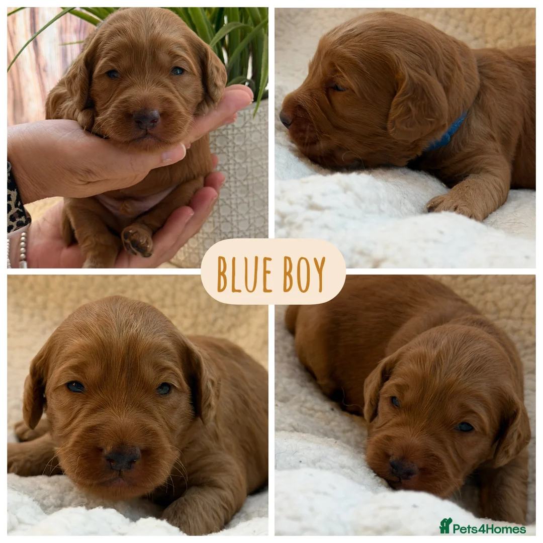 Mixed Breed dogs for sale: Beautiful double doodle puppies in Tredegar - Advert 24