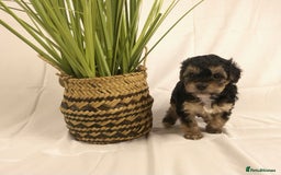 Yorkiepoo dogs for sale: Tiny Yorkipoos beautiful fluff balls puppies - Image 7