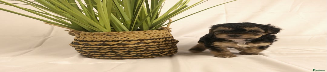Yorkiepoo Puppy 4