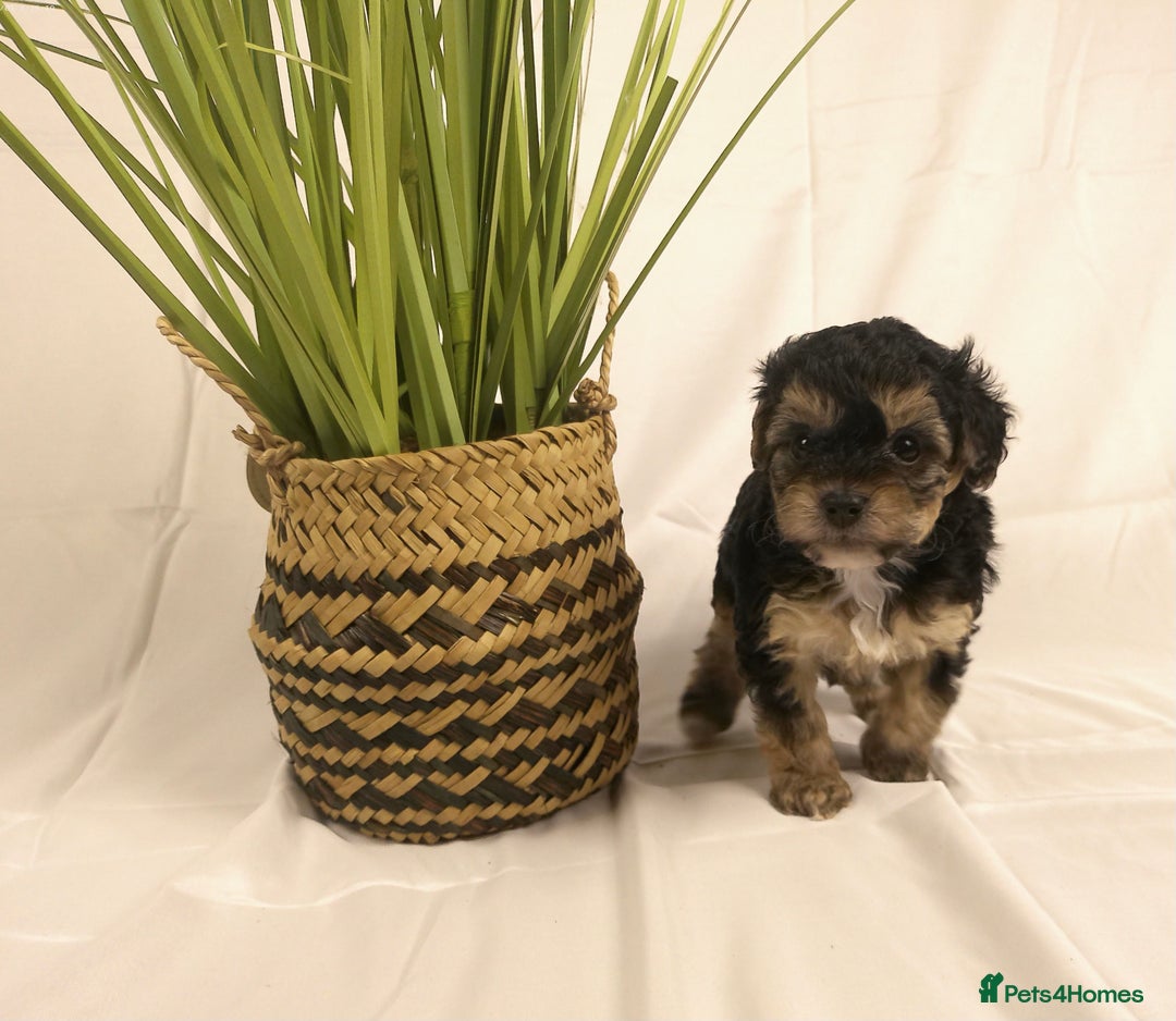 Yorkiepoo dogs for sale: Tiny Yorkipoos beautiful fluff balls puppies - Image 7