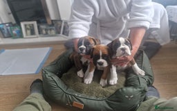 Boxer dogs for sale: Boxer puppies - Image 2