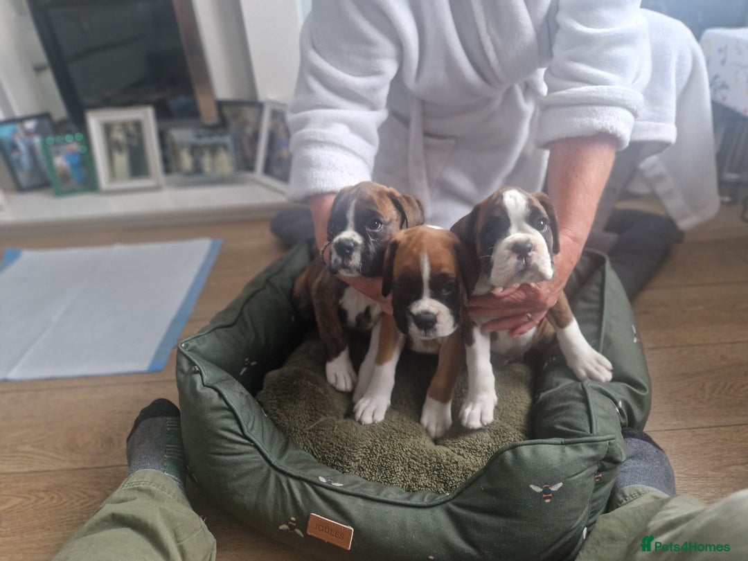 Boxer dogs for sale: Boxer puppies - Image 2