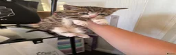 Mixed Breed cats for sale: Kittens for sale  - Advert 5